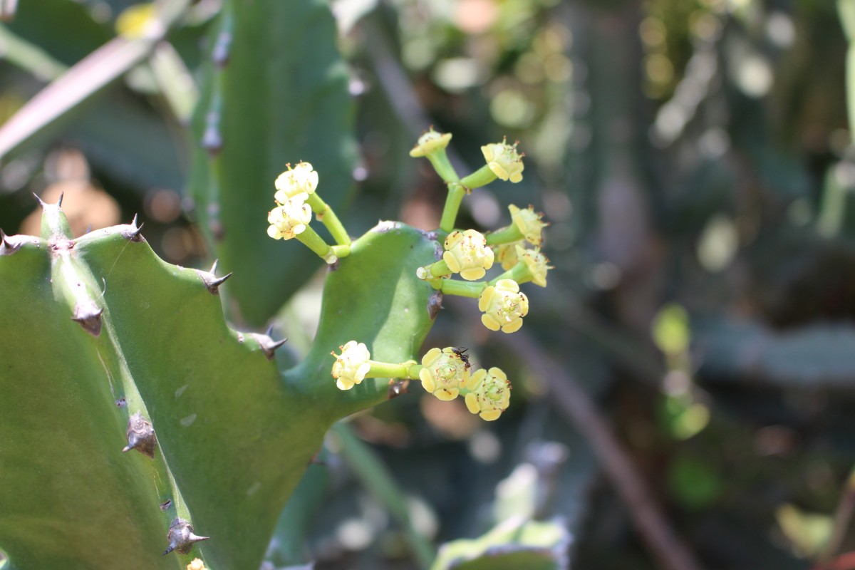 Euphorbia antiquorum L.